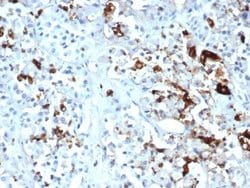 Prolactin Antibody (PRL/4908R) - Azide and BSA Free, Novus Biologicals 100 &mu;g | Buy Online | Novus Biologicals | Fisher Scientific